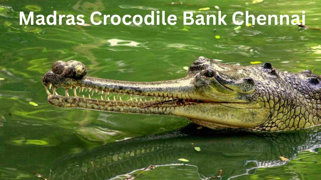 Madras Crocodile Bank Chennai