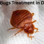Bed Bugs Treatment in Dubai