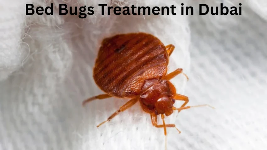 Bed Bugs Treatment in Dubai