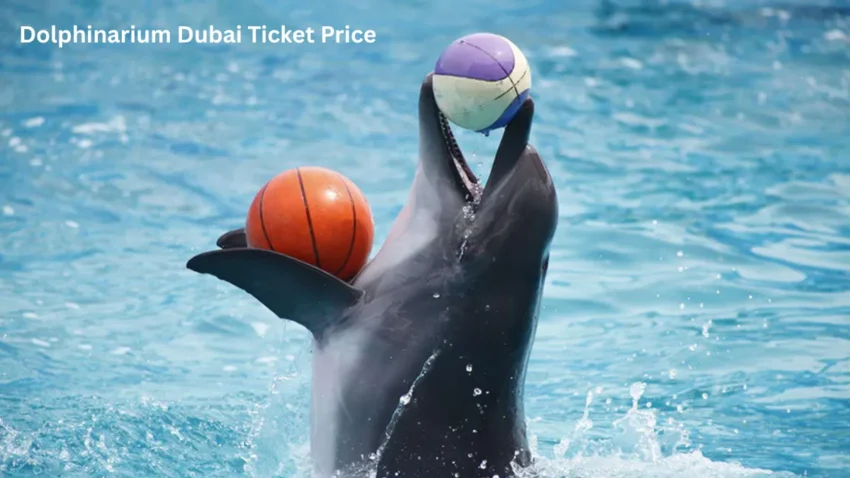 Dolphinarium Dubai Ticket Price