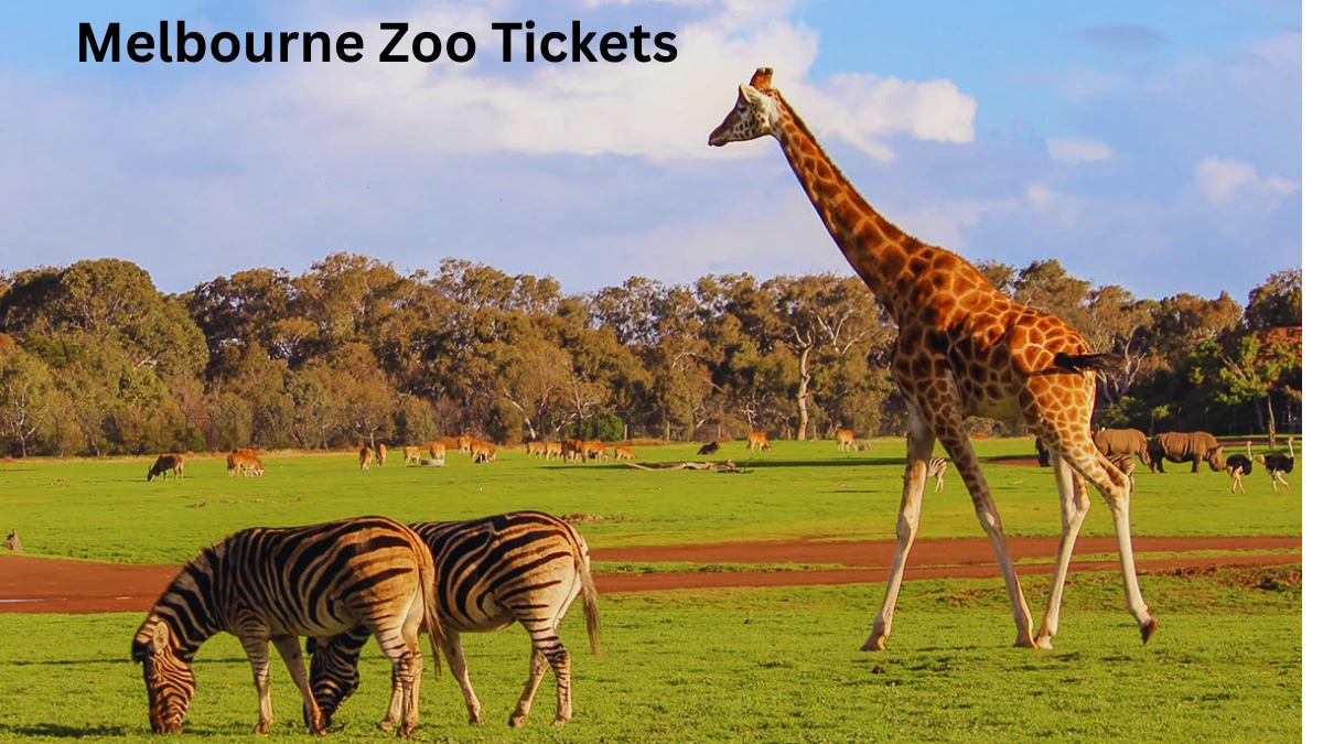 Melbourne Zoo Tickets