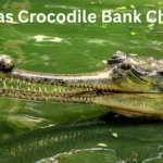 Madras Crocodile Bank Chennai