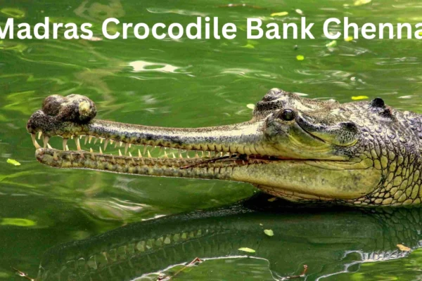 Madras Crocodile Bank Chennai
