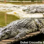 Dubai Crocodile Park Tickets