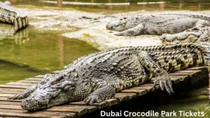 Dubai Crocodile Park Tickets