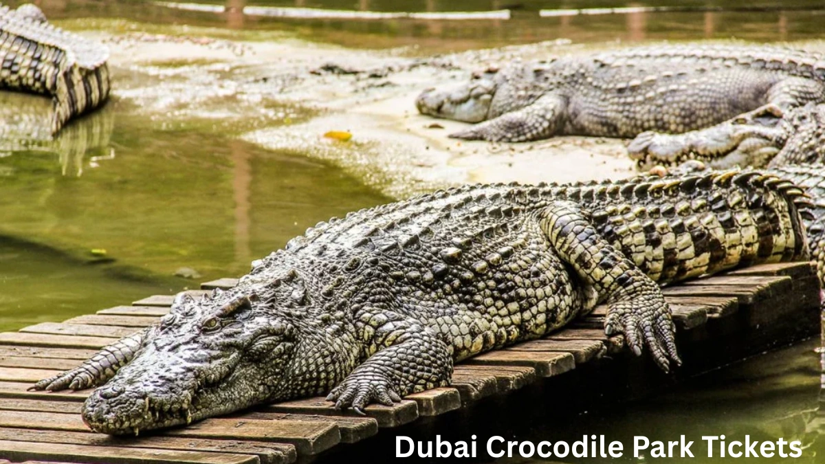 Dubai Crocodile Park Tickets