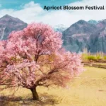Apricot Blossom Festival Ladakh 2026