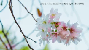 Sakura Floral Display Gardens by the Bay 2026