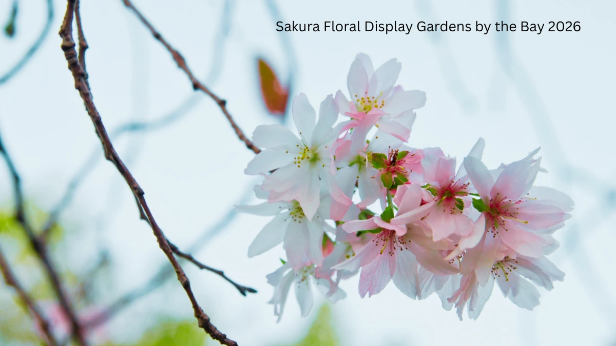 Sakura Floral Display Gardens by the Bay 2026